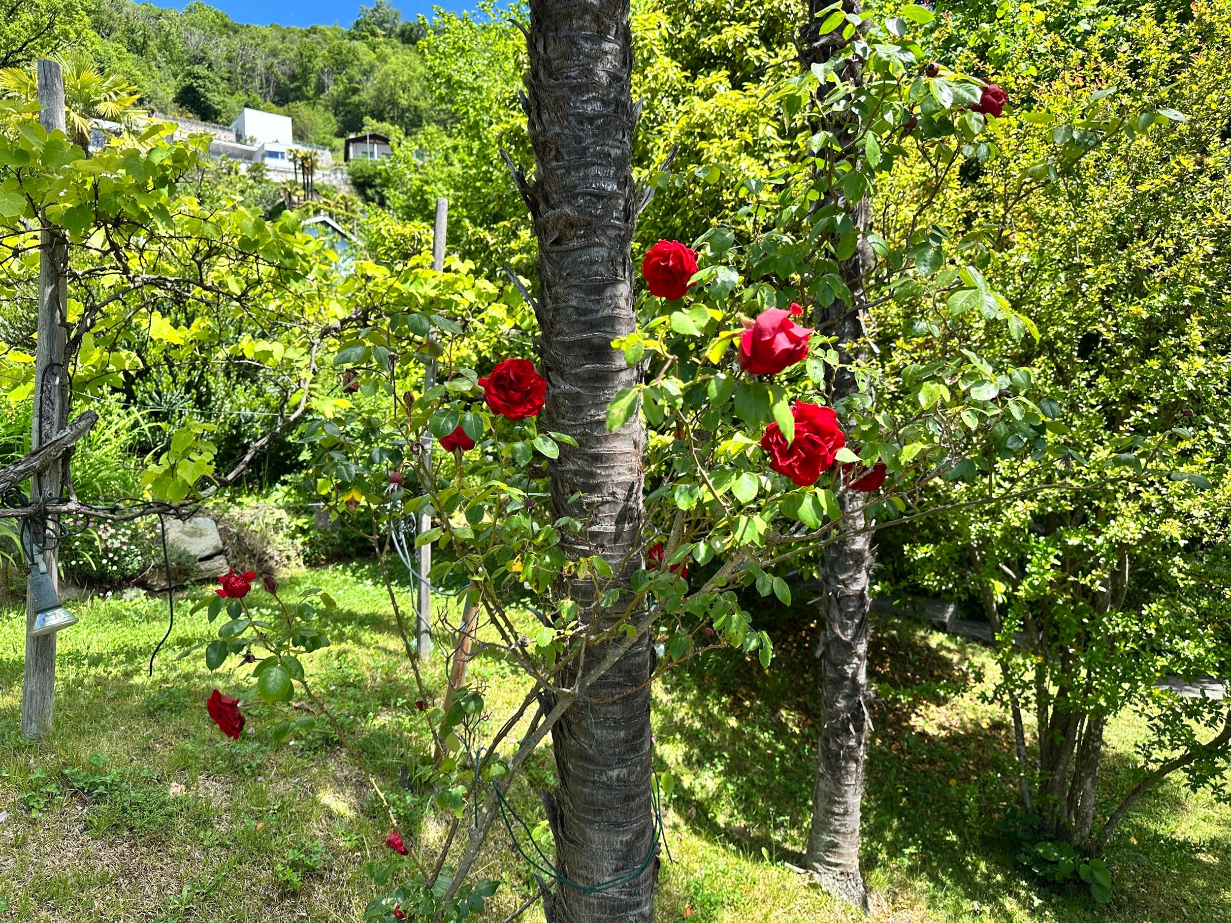 Natur